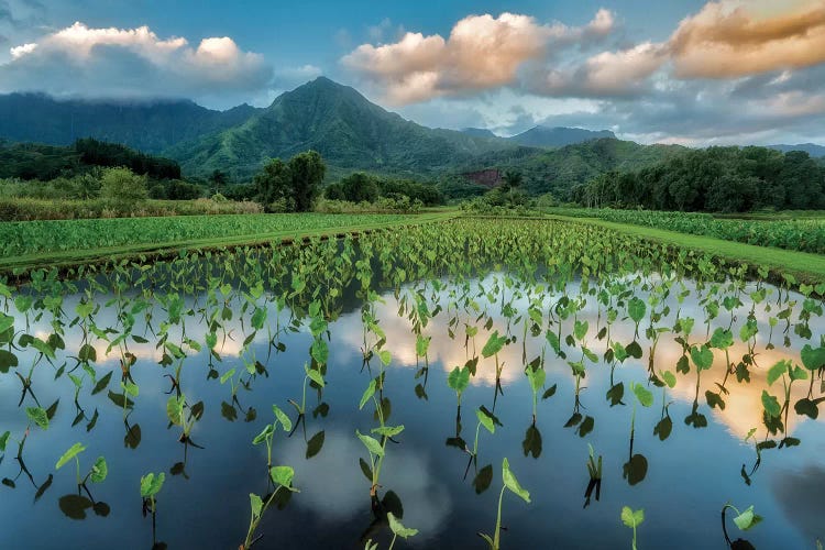 Taro Sunrise by Dennis Frates wall art