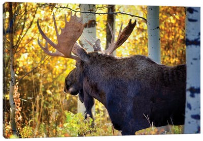 Teton Moose Canvas Art Print - Grand Teton National Park Art