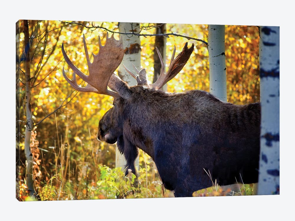 Teton Moose by Dennis Frates 1-piece Canvas Art