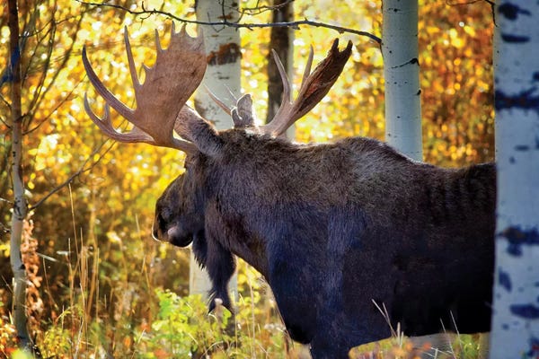 Wyoming: Teton Moose by Dennis Frates