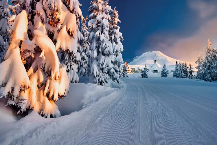 Timberline by Dennis Frates wall art