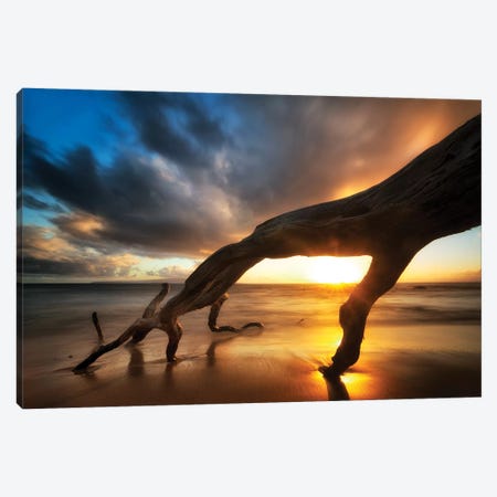 Tree Fingers Sunset Canvas Print #DEN368} by Dennis Frates Canvas Print