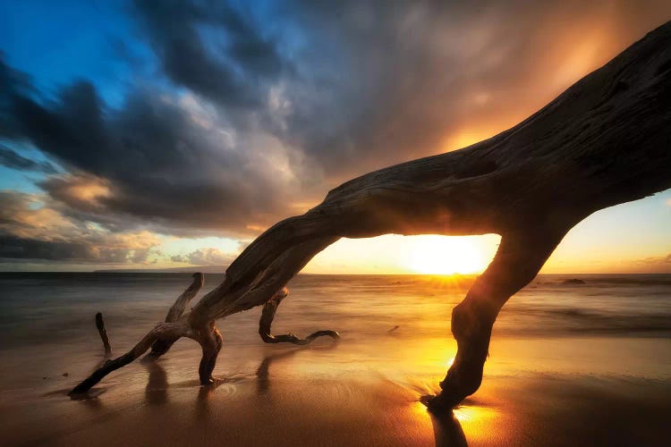 Tree Fingers Sunset by Dennis Frates wall art