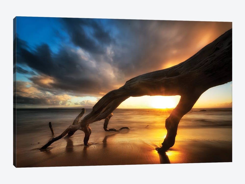 Tree Fingers Sunset by Dennis Frates 1-piece Canvas Art