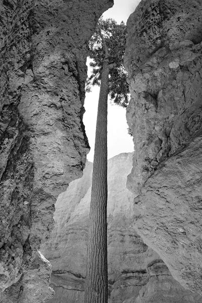 Tree Frame