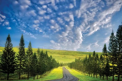 Tree Lined Road by Dennis Frates canvas print