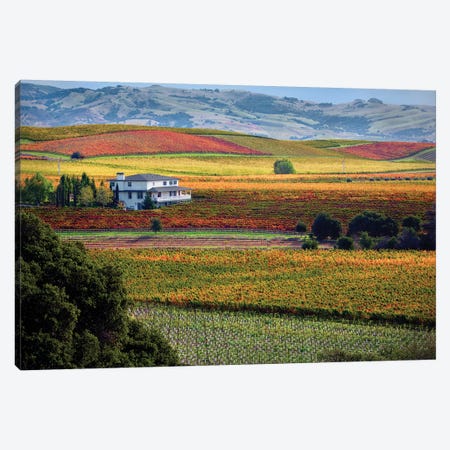 Valley Vineyards Canvas Print #DEN381} by Dennis Frates Art Print