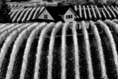 Vineyard Rows by Dennis Frates canvas print
