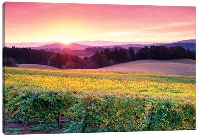 Vineyard Sunrise Canvas Art Print - Golden Hour