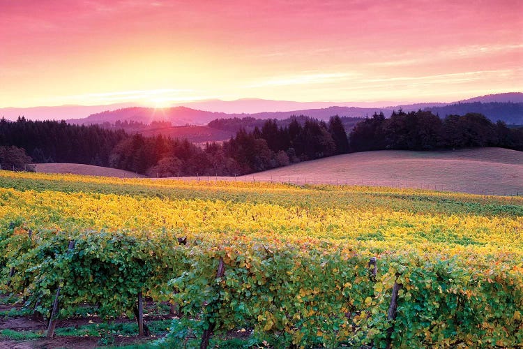 Vineyard Sunrise by Dennis Frates wall art