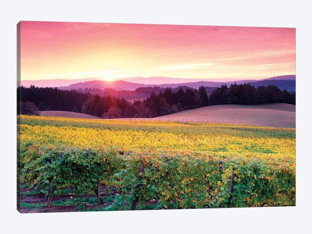 Vineyard Sunrise by Dennis Frates 1-piece Canvas Wall Art