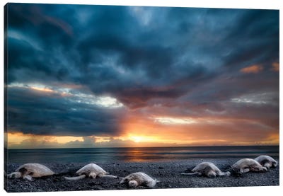 Beached Turtles Canvas Art Print - Dennis Frates