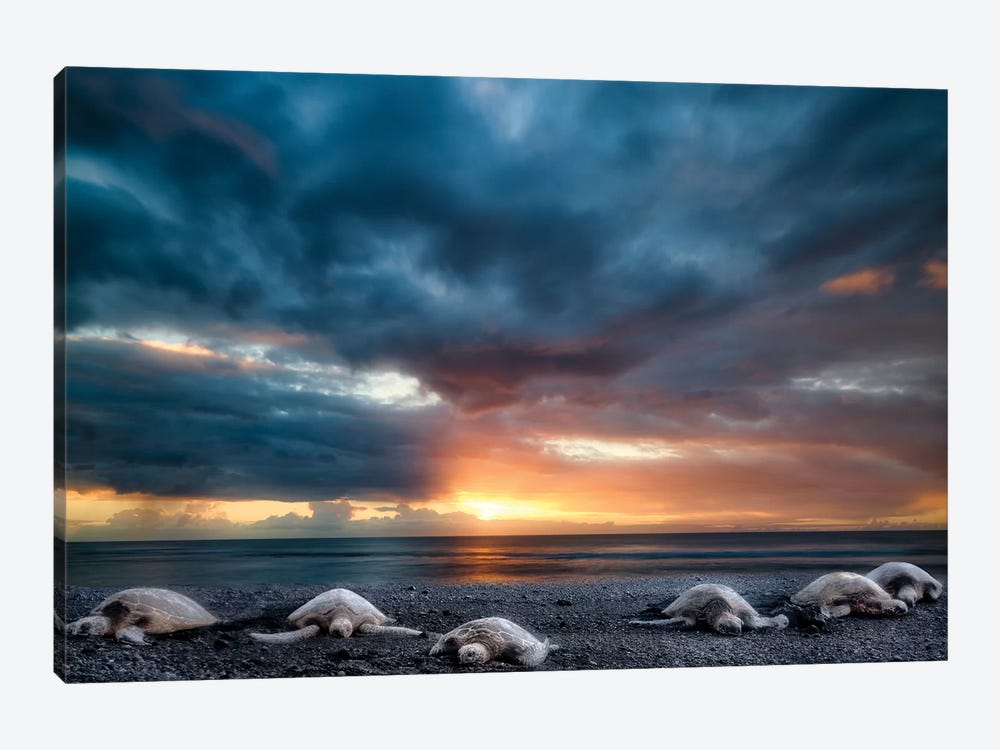 Beached Turtles by Dennis Frates 1-piece Art Print