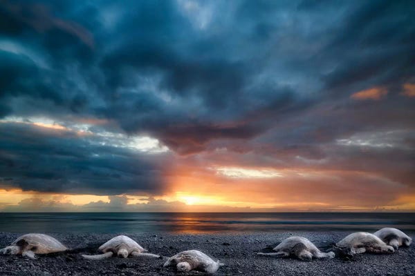 Beached Turtles