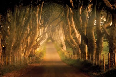 Beech Lane by Dennis Frates art print