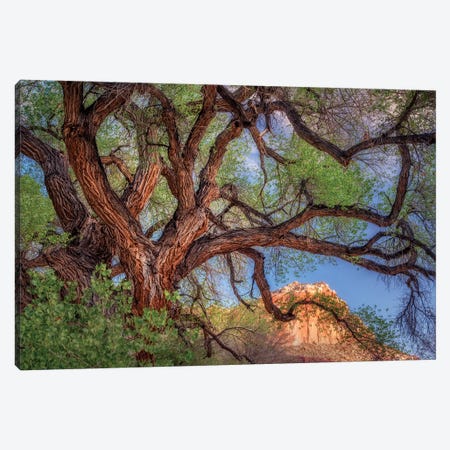 Wild Branching Tree Canvas Print #DEN394} by Dennis Frates Art Print
