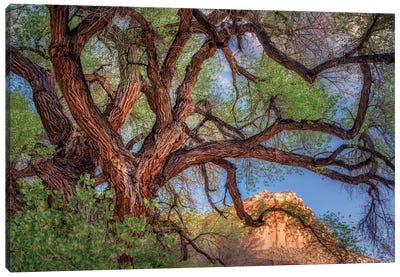 Wild Branching Tree Canvas Art Print - Tree Close-Up Art