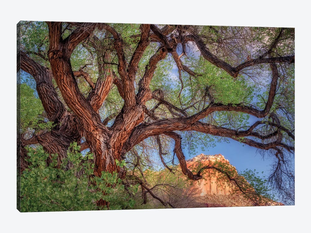 Wild Branching Tree by Dennis Frates 1-piece Art Print