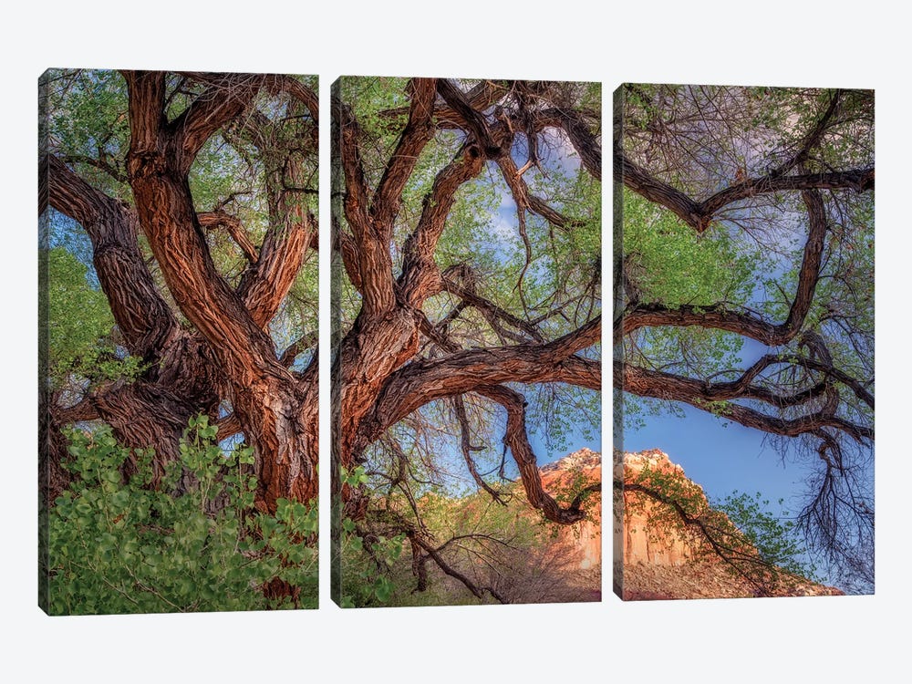 Wild Branching Tree by Dennis Frates 3-piece Art Print