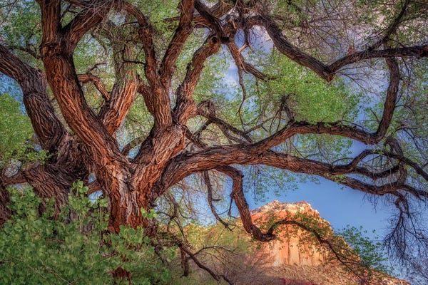 Tree Close-Ups: Wild Branching Tree by Dennis Frates