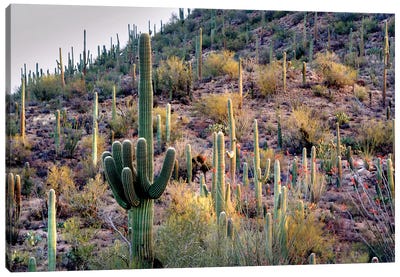 Wild Cactus Garden Canvas Art Print - Dennis Frates