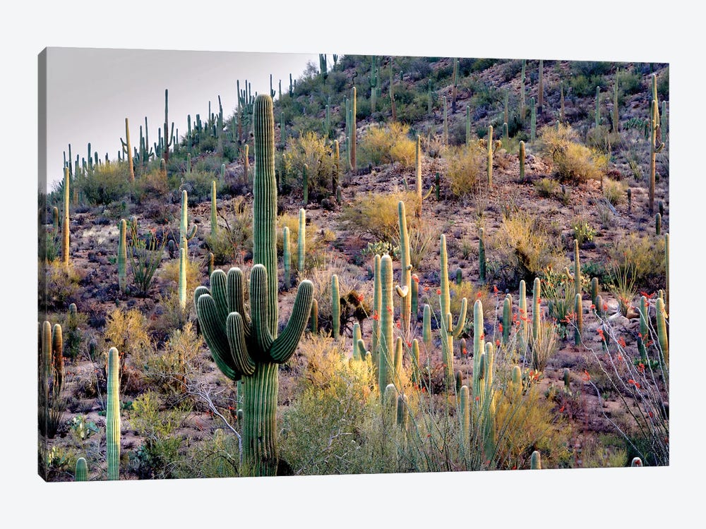 Wild Cactus Garden by Dennis Frates 1-piece Canvas Wall Art