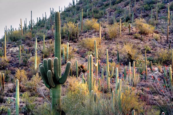 Cacti: Wild Cactus Garden by Dennis Frates