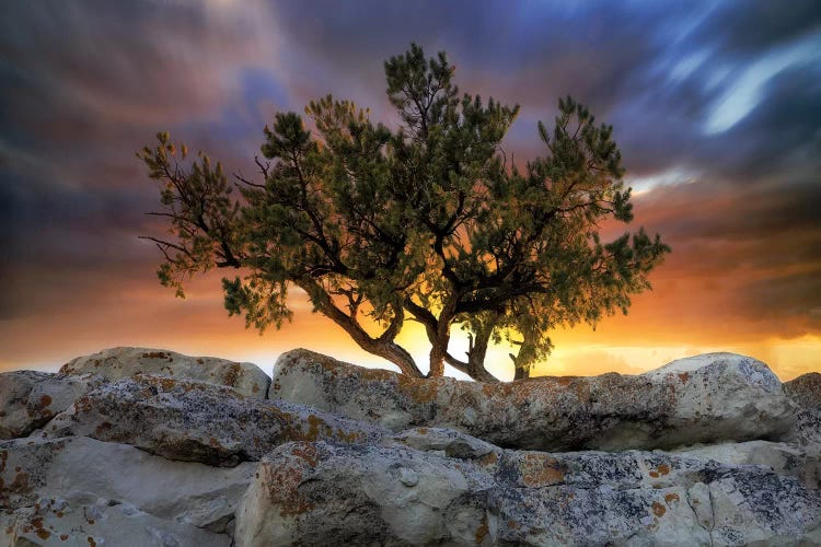 Bonsai Sunrise by Dennis Frates wall art