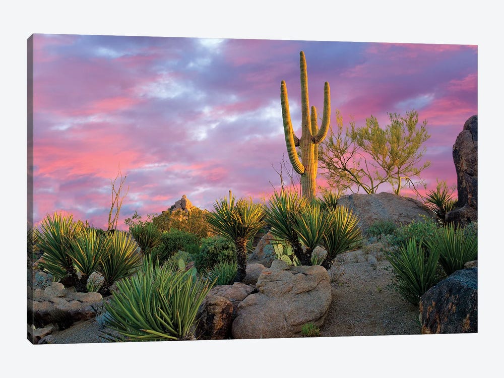 Cactus Garden Sunrise by Dennis Frates 1-piece Canvas Art