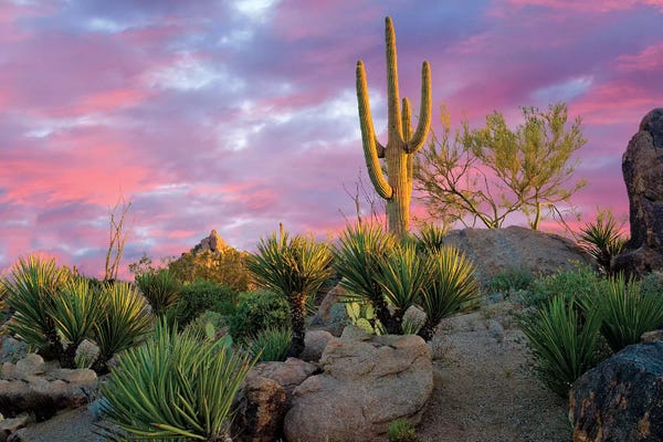 Cactus Garden Sunrise