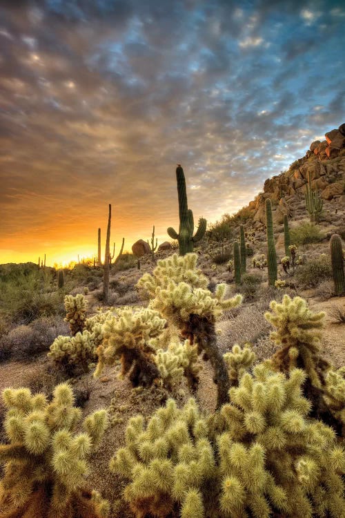 Cactus Sunrise