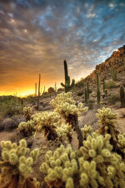 Dennis Frates: Cactus Sunrise by Dennis Frates