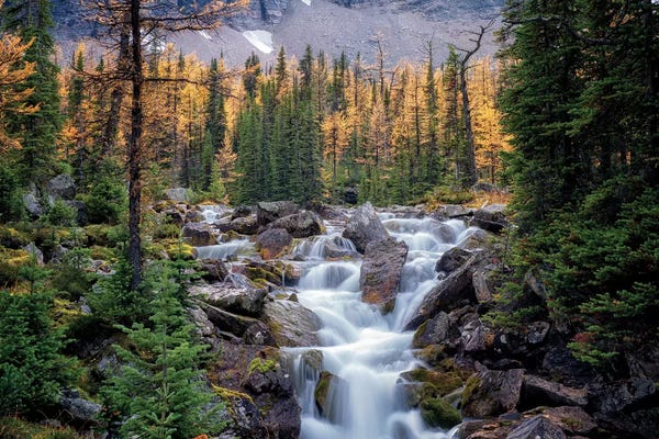 Evergreen Trees: Canadian Falls by Dennis Frates