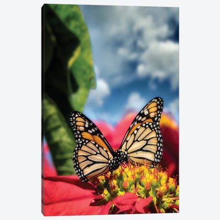 Monarch Butterflies I Canvas Print #DEN593} by Dennis Frates Canvas Art