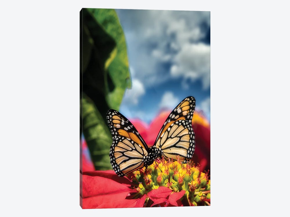 Monarch Butterflies I by Dennis Frates 1-piece Canvas Artwork