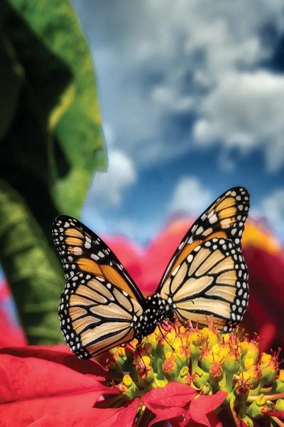 Monarch Butterflies: Monarch Butterflies I by Dennis Frates