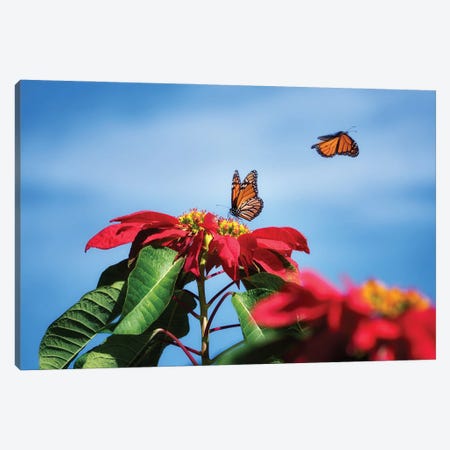 Monarch Butterflies II Canvas Print #DEN594} by Dennis Frates Canvas Print