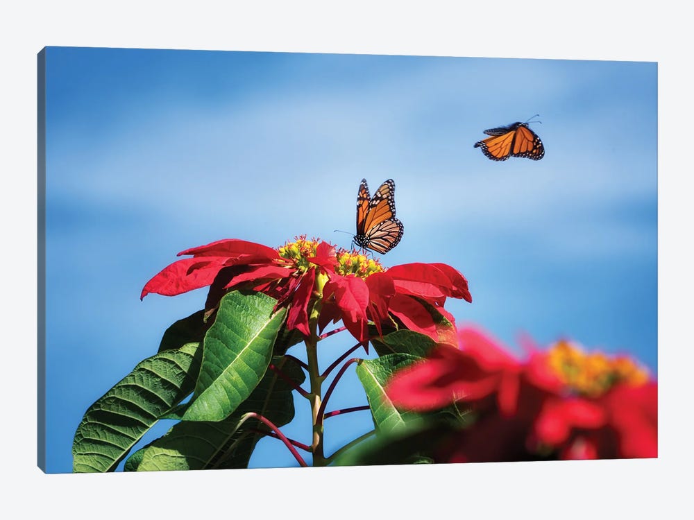 Monarch Butterflies II by Dennis Frates 1-piece Canvas Print