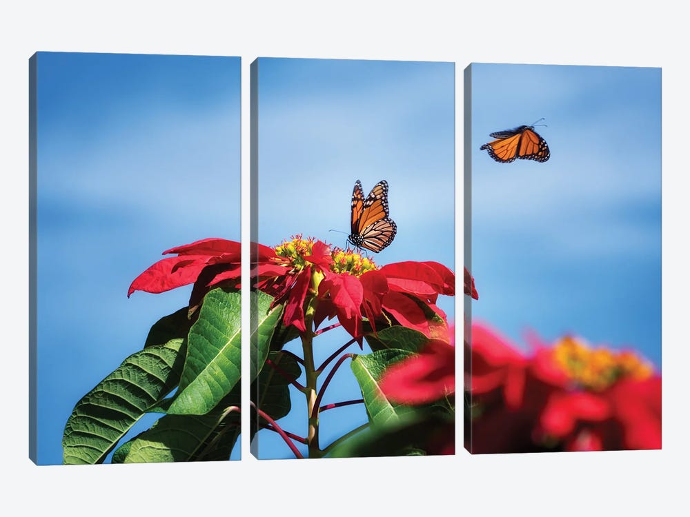 Monarch Butterflies II by Dennis Frates 3-piece Canvas Art Print