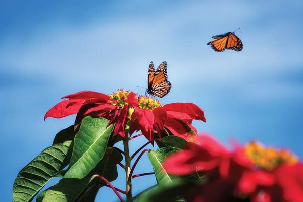 Monarch Butterflies: Monarch Butterflies II by Dennis Frates