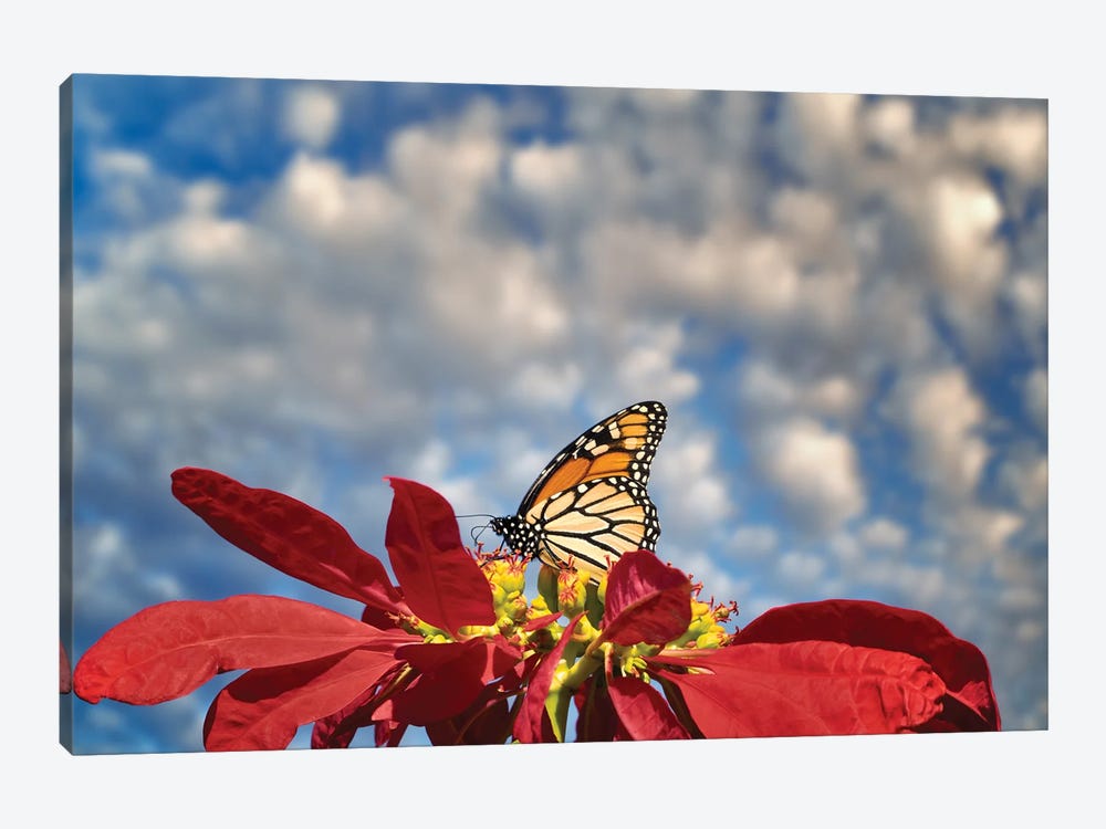 Monarch Butterflies III by Dennis Frates 1-piece Canvas Art