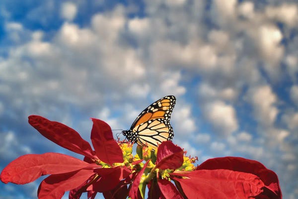 Monarch Butterflies: Monarch Butterflies III by Dennis Frates