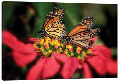 Monarch Butterflies IV Canvas Art Print - Monarch Butterflies