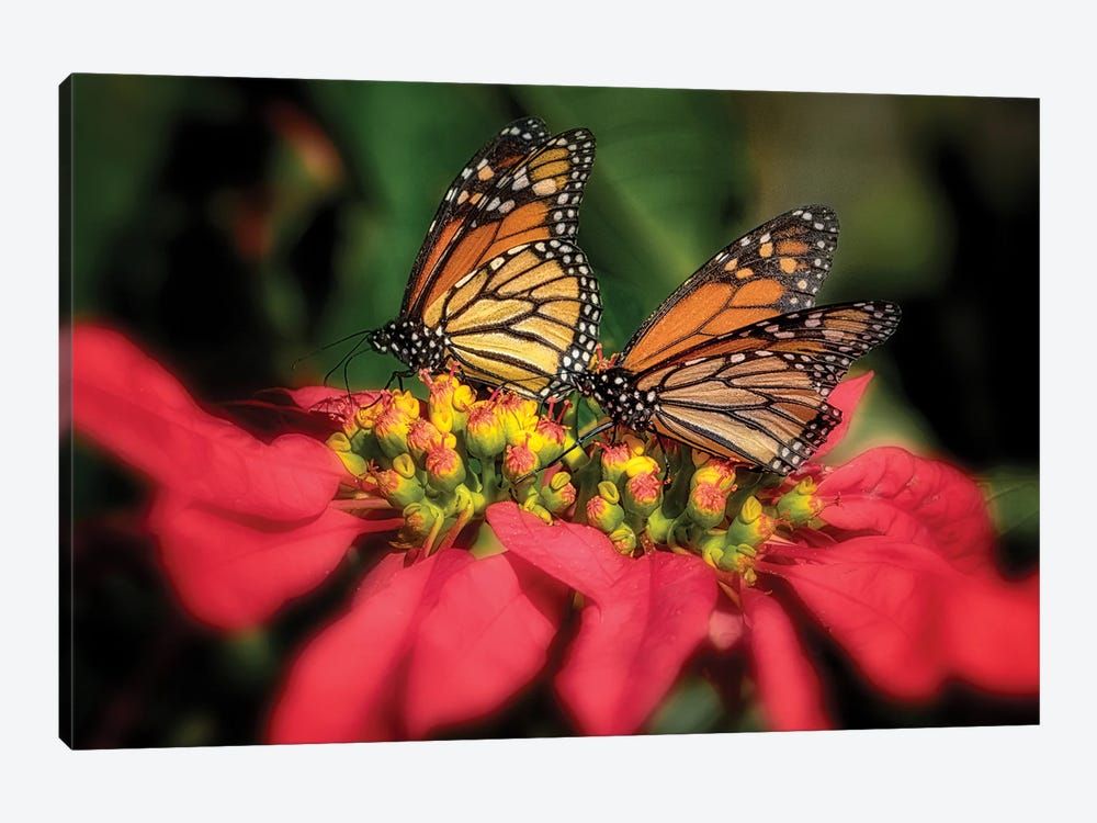 Monarch Butterflies IV by Dennis Frates 1-piece Art Print