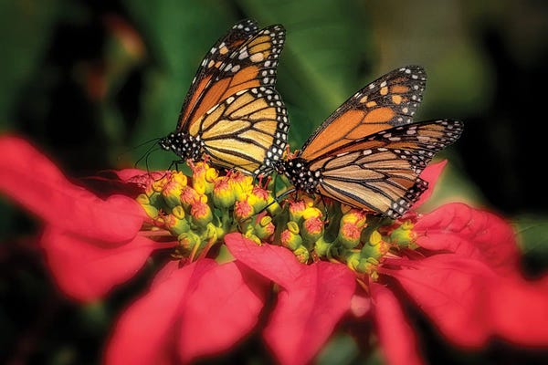 Photography: Monarch Butterflies IV by Dennis Frates