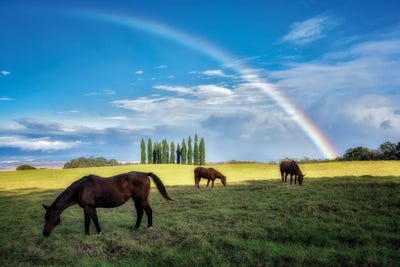 Rainbow Pasture by Dennis Frates canvas print