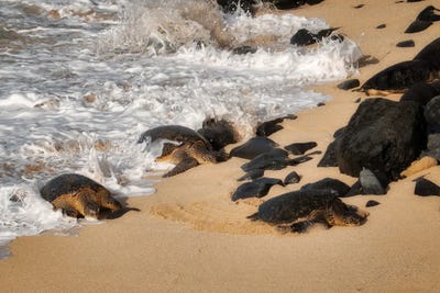Turtles Arrival by Dennis Frates canvas print