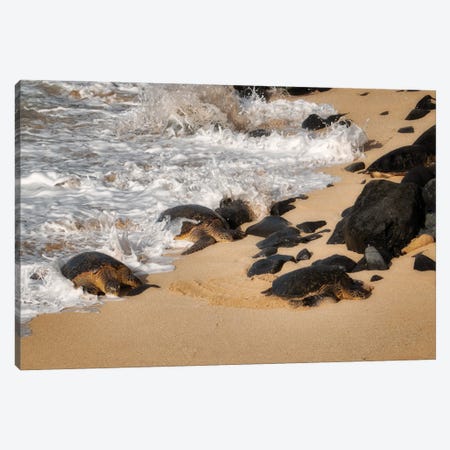 Turtles Arrival Canvas Print #DEN598} by Dennis Frates Canvas Wall Art