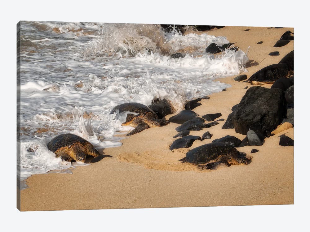 Turtles Arrival by Dennis Frates 1-piece Art Print