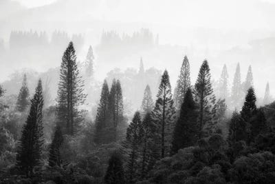 Tropical Forest by Dennis Frates canvas print